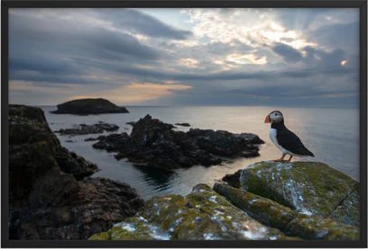 Atlantic Puffin Elliston New Brunswick